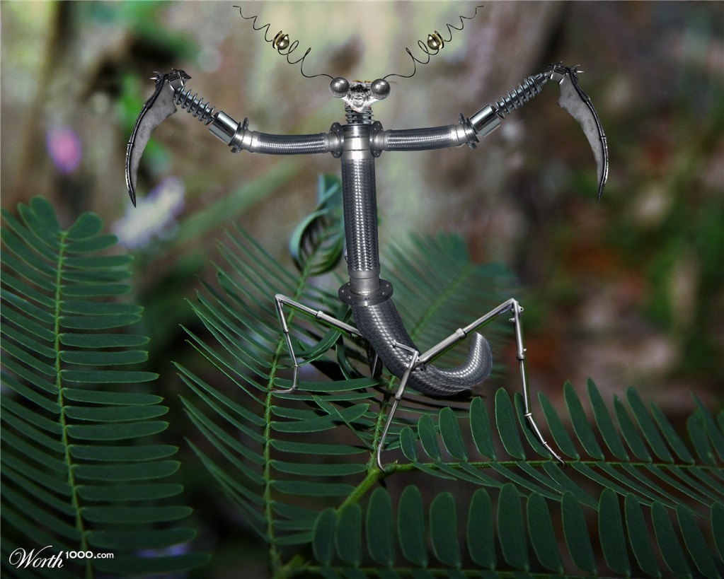 Mantis