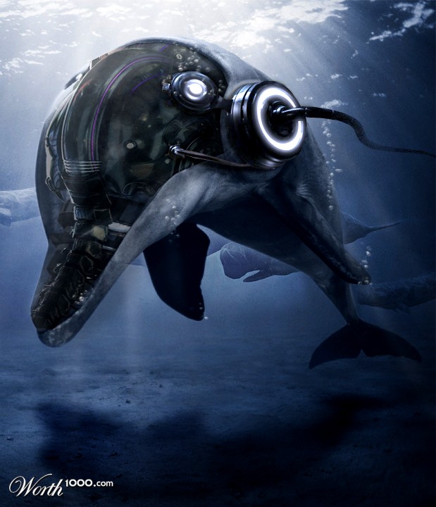 dolphin
