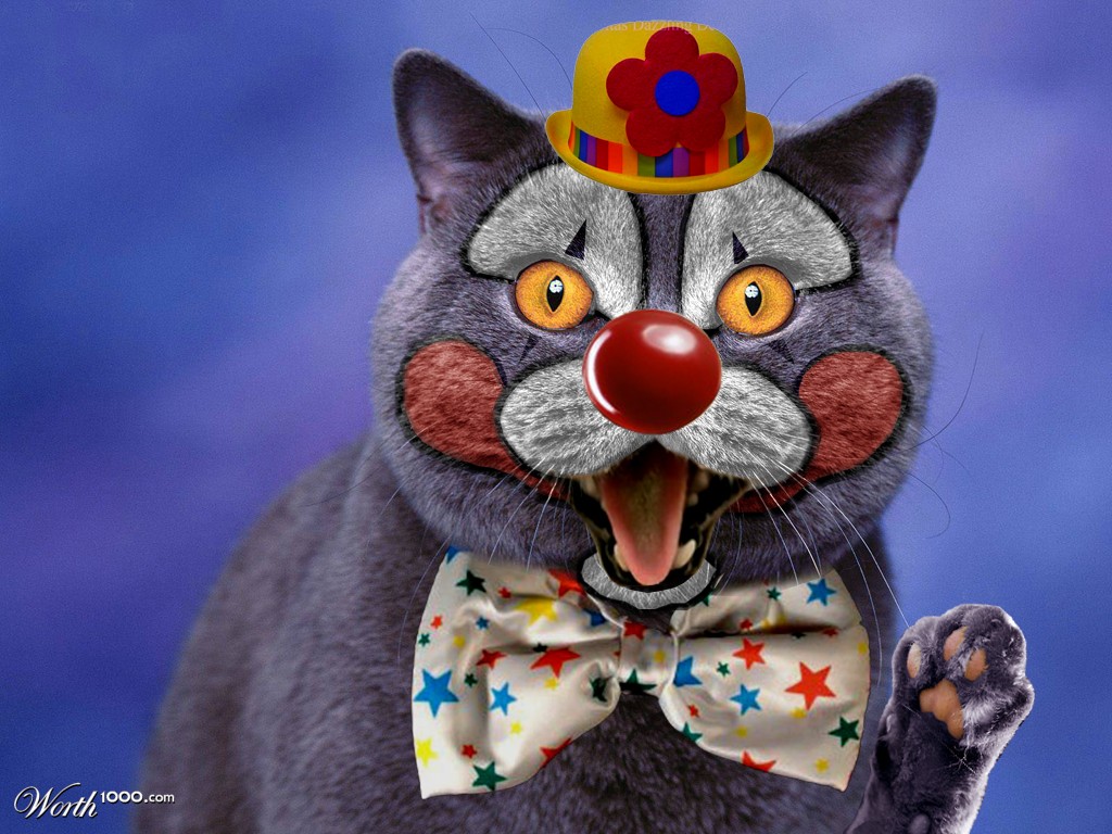 Clown Cat