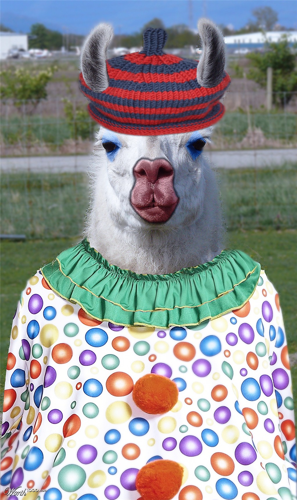 ClownLhama