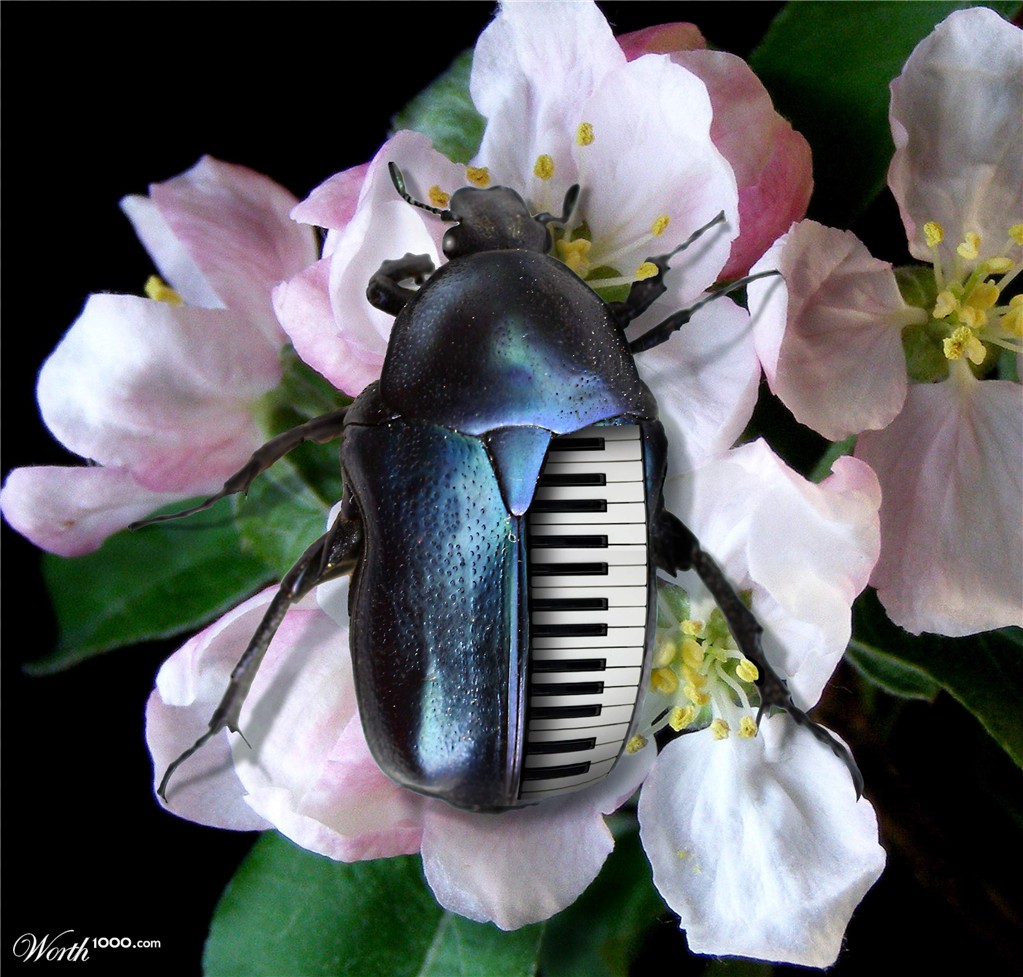 Musical Beetle