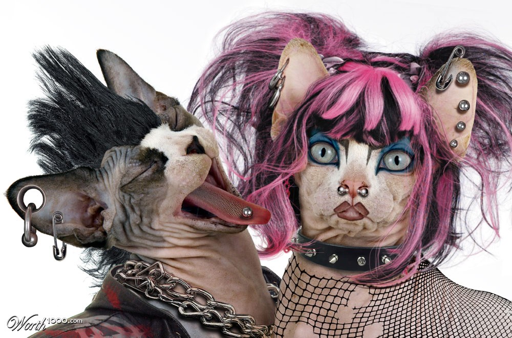 Punky Sphynxcats.