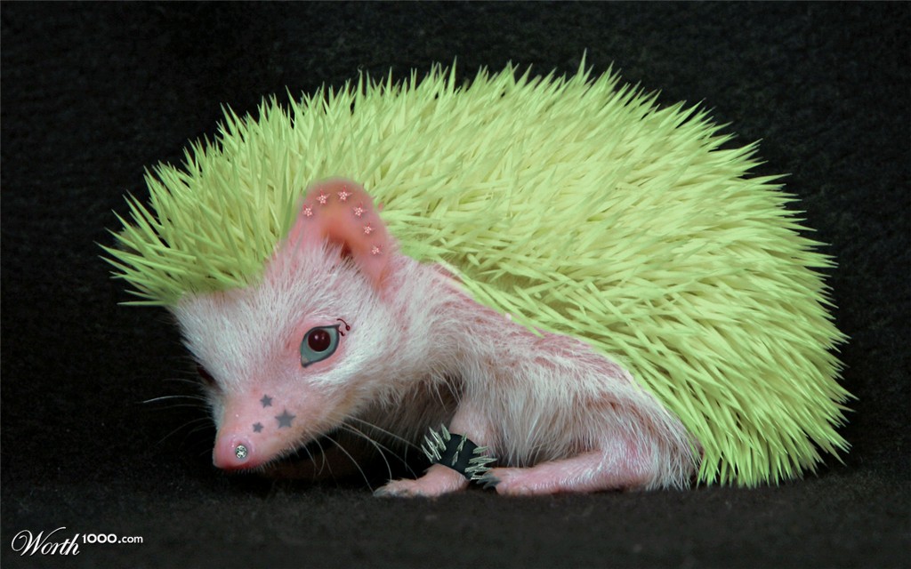 hedgepunk