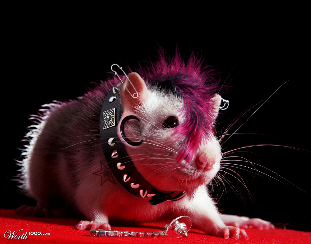 Punk Rock Rat