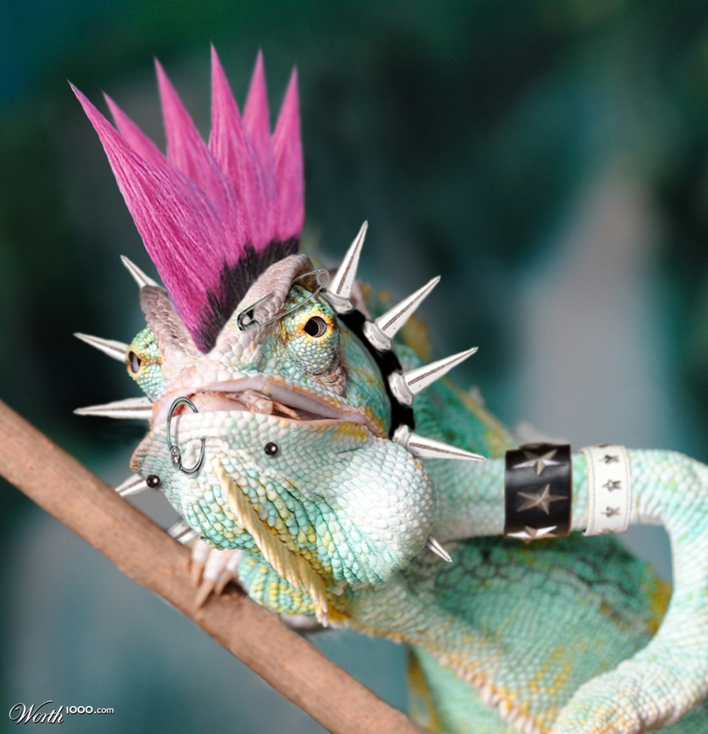 Punked out Lizard