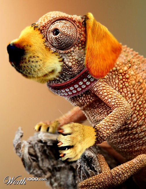 Dogzard