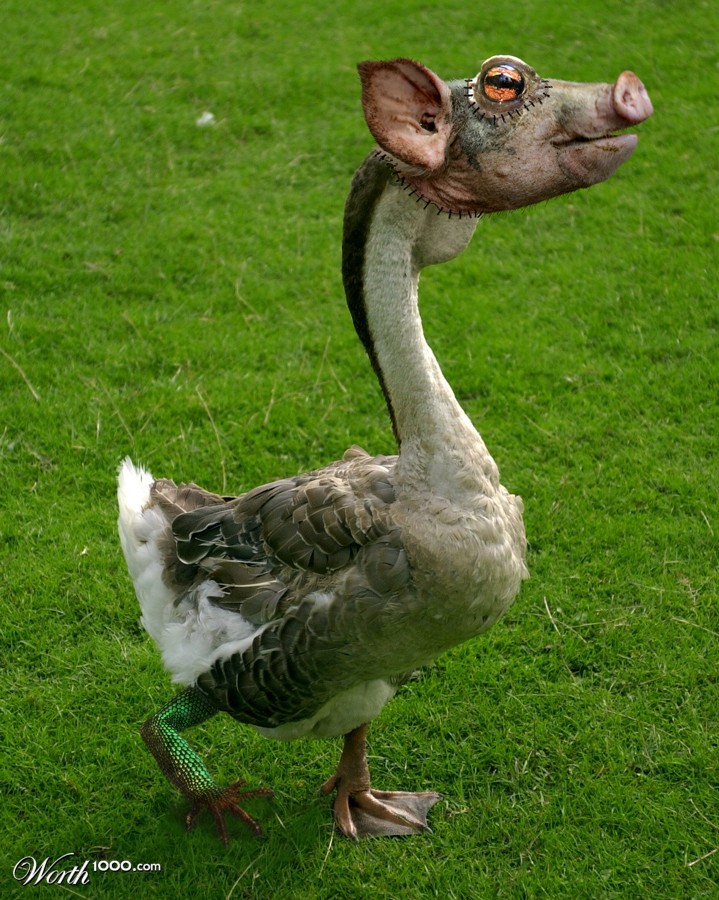 Goosig