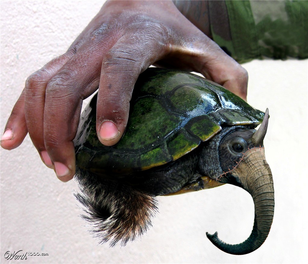 Squirtlephanteros