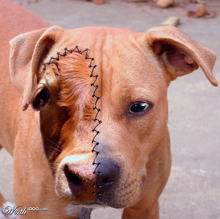 DogCow