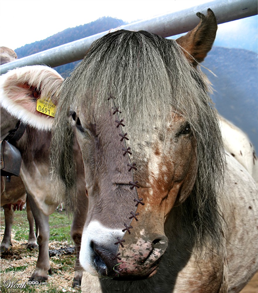 Cowpony