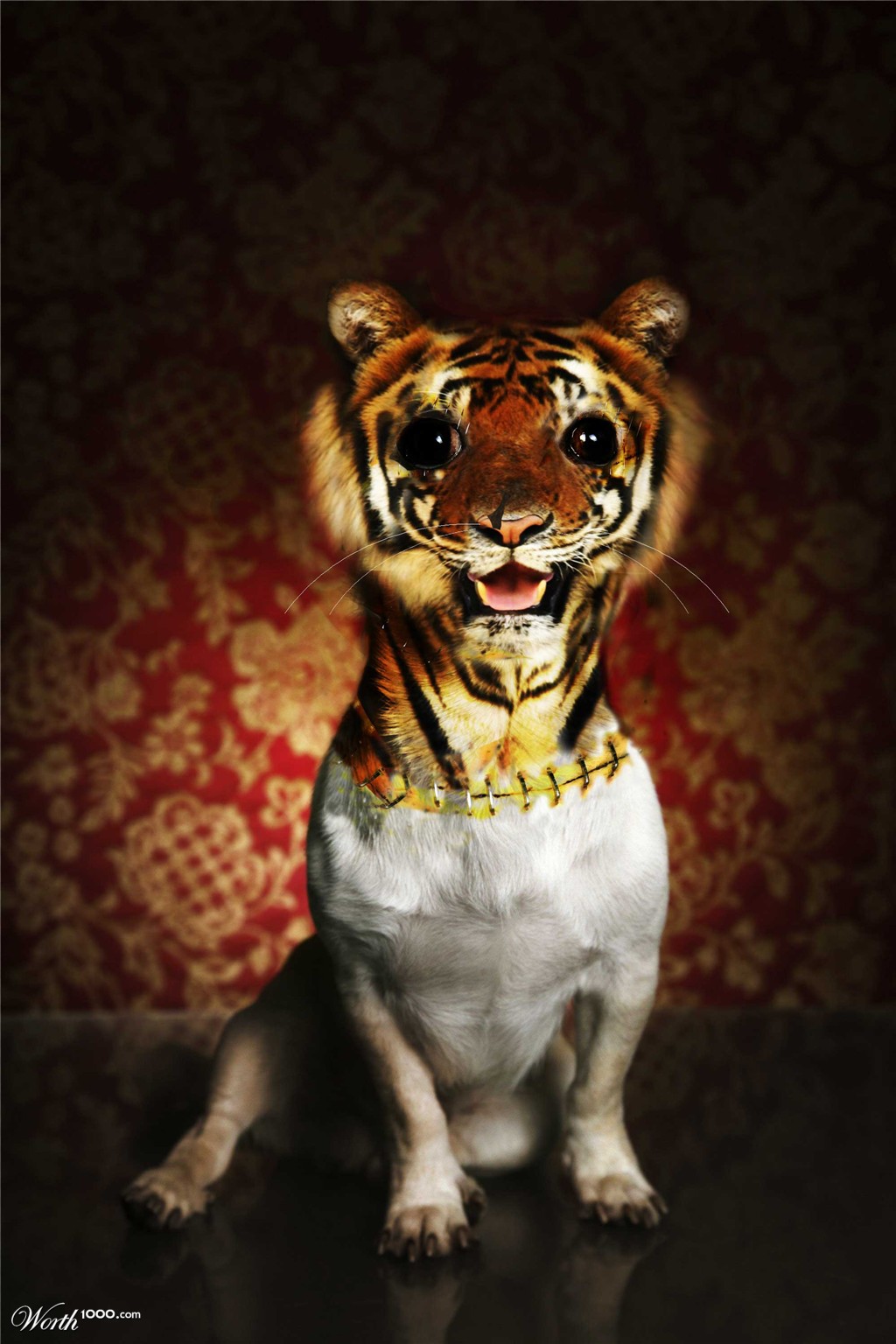 tigerdog
