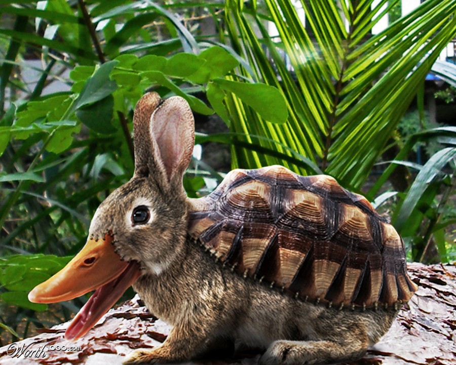 Raburtle Quack