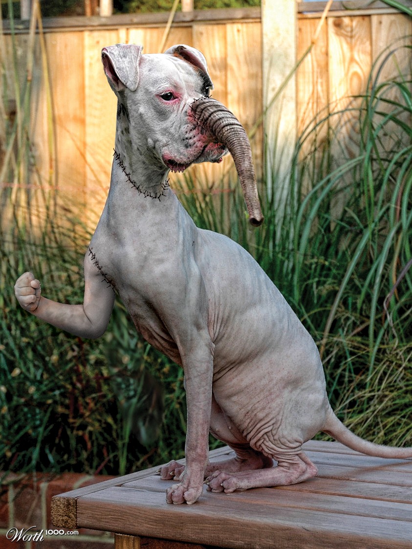 Frankenpet