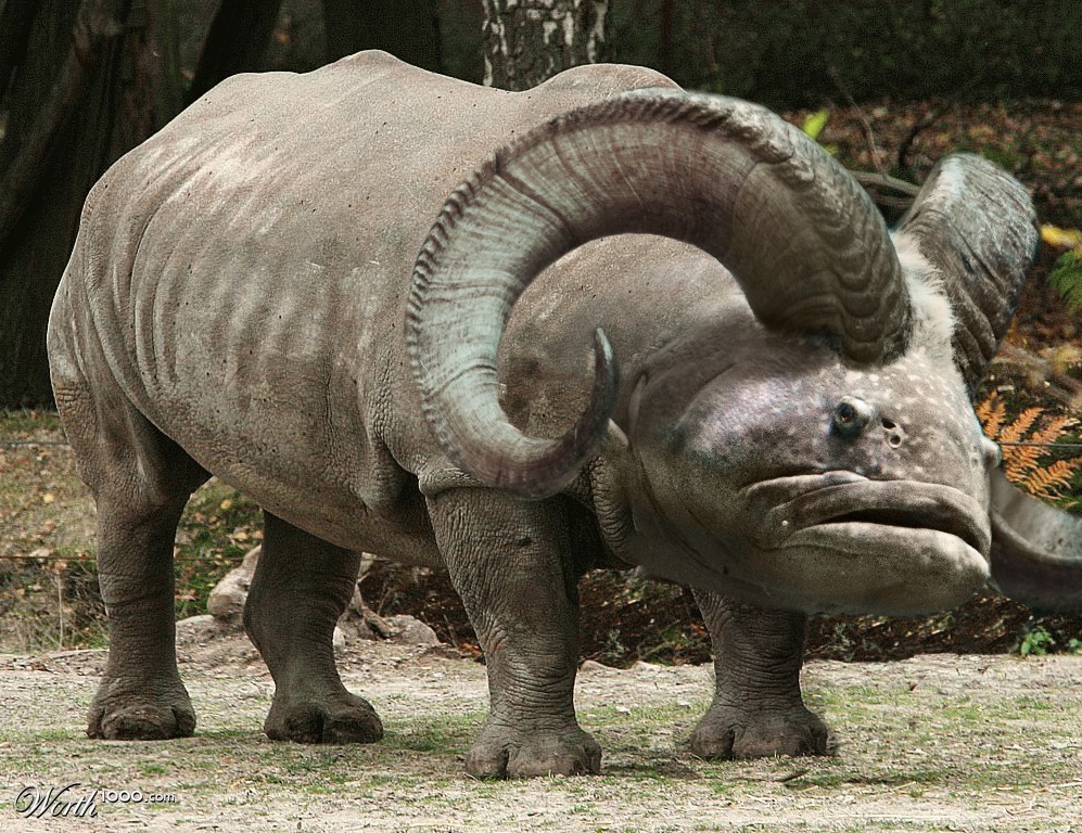 Rhino Fish