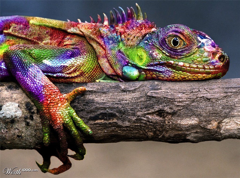 Colourful Camoflage
