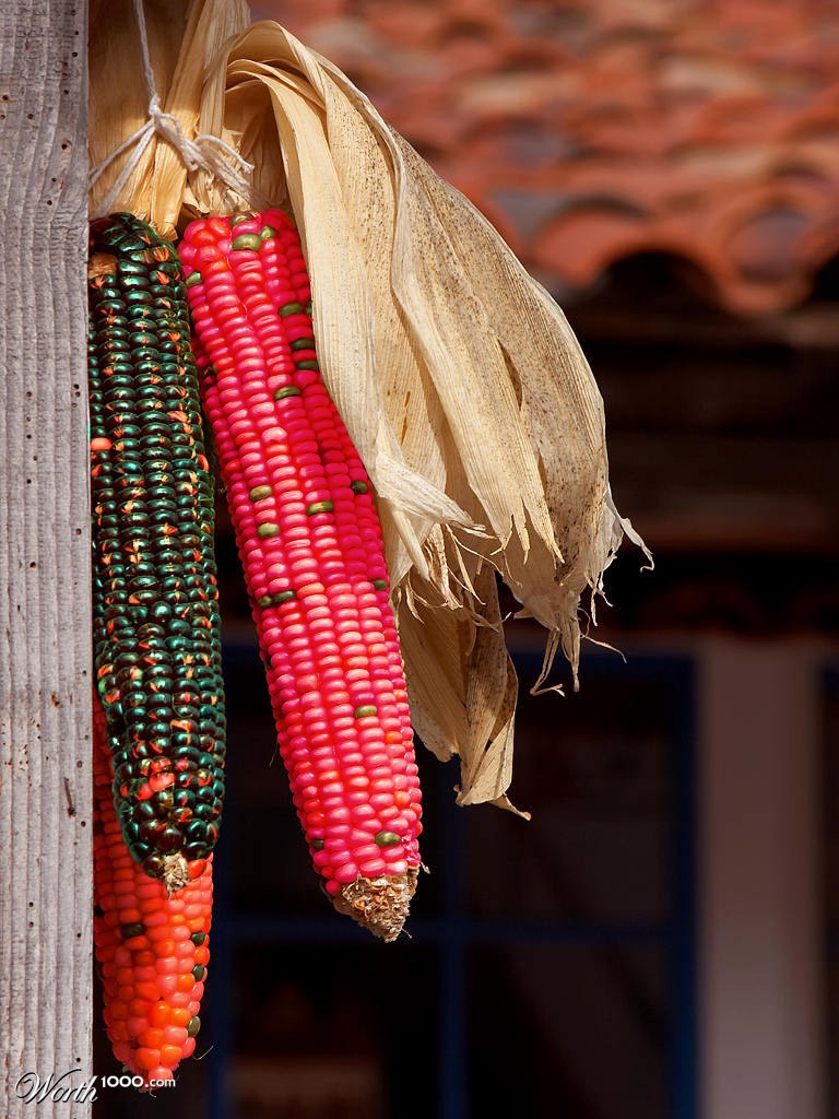 Weird Cobs of Corn