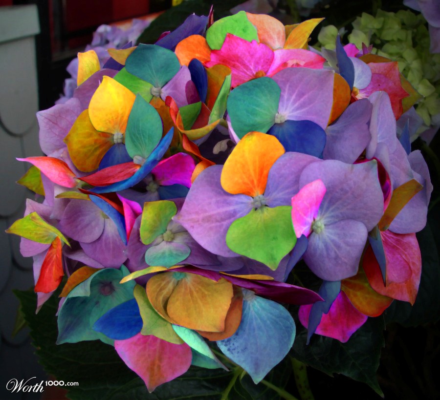 Colofrful Flower