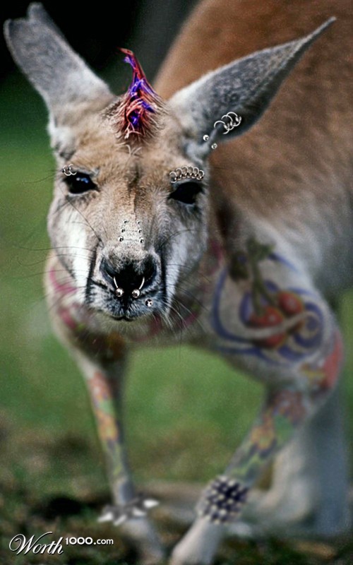 Punk Rock Roo