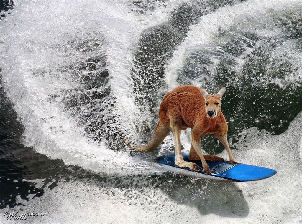 Surferoo