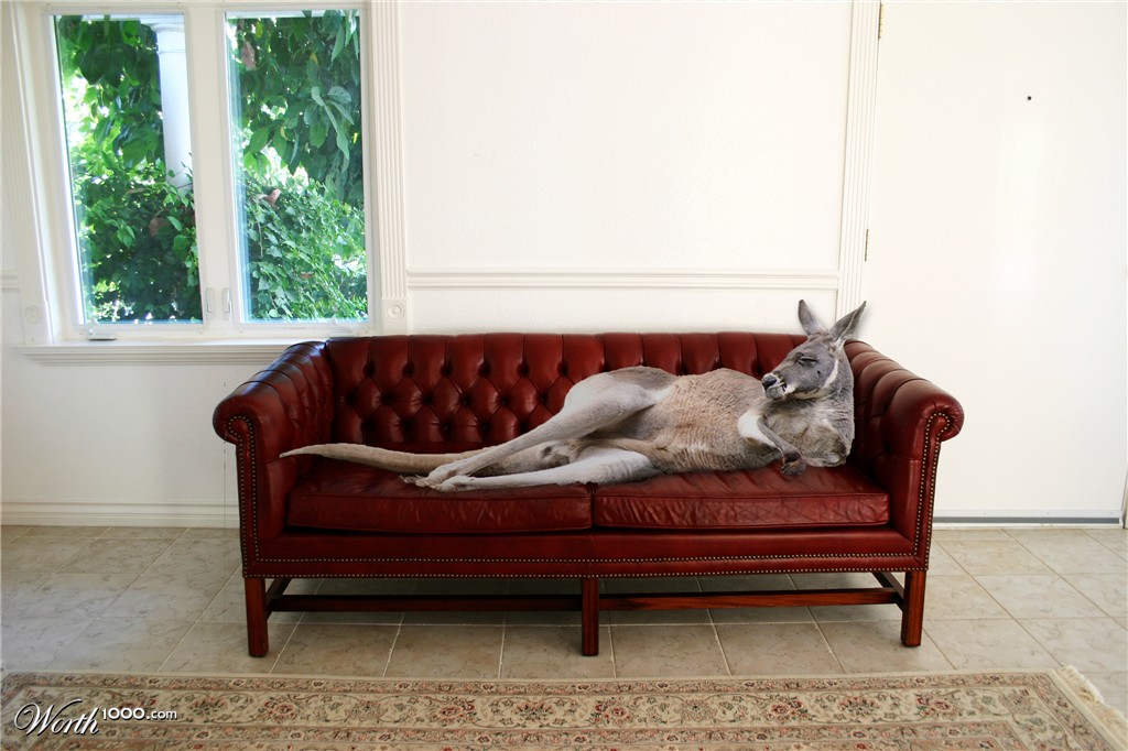 Chilling Kangaroo
