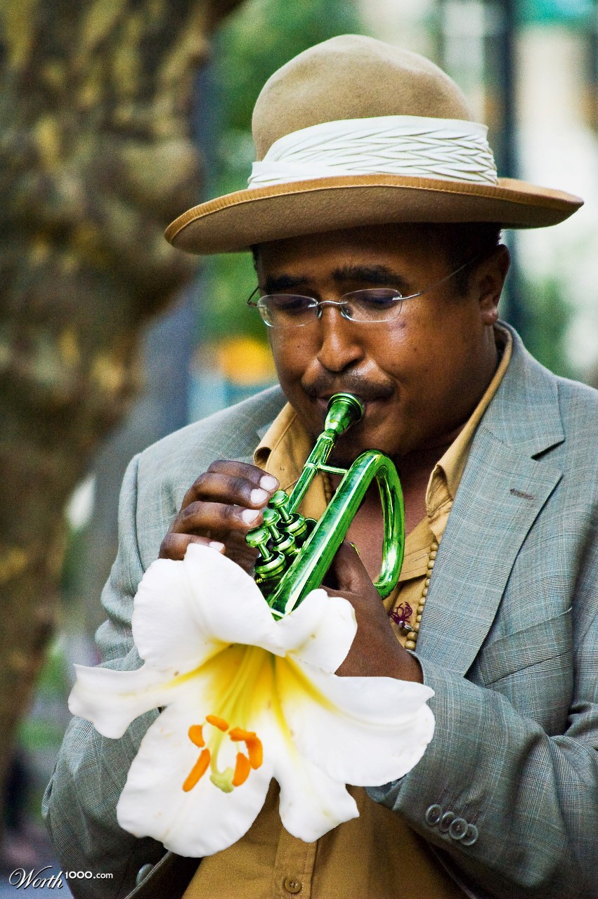 Trumpet Lily