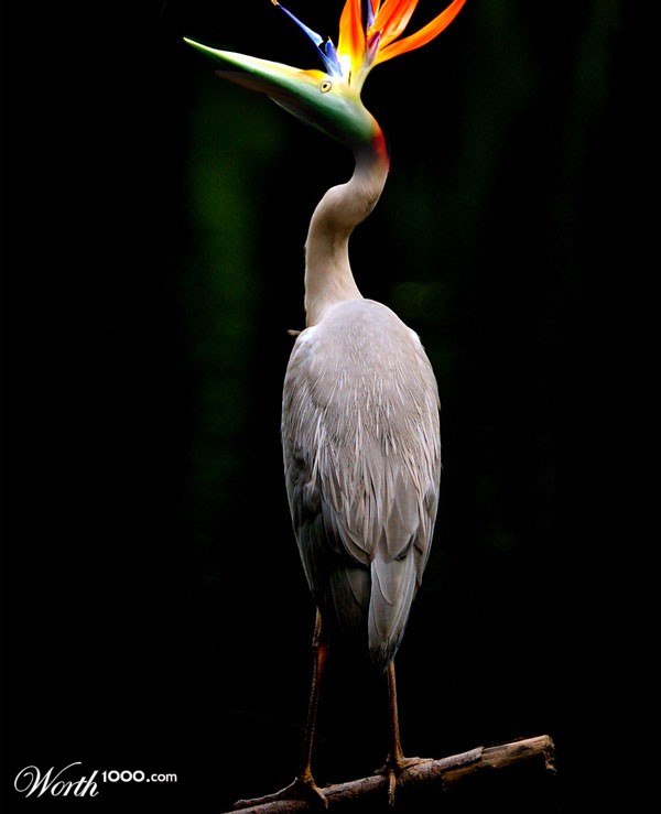 Heron