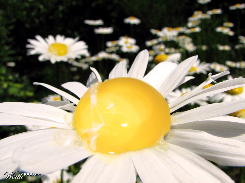 flowegg