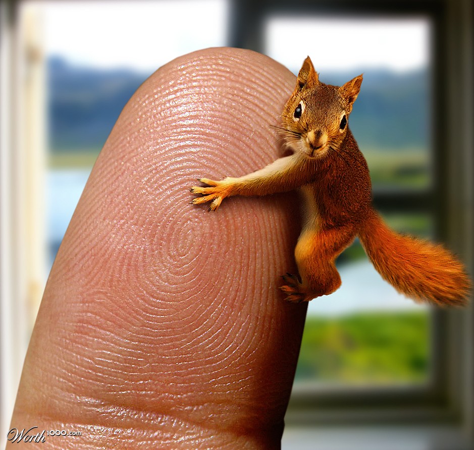 Tiny Squirrel