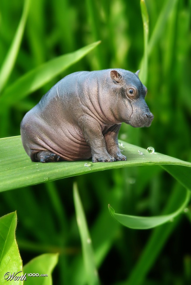 Mini Hippo