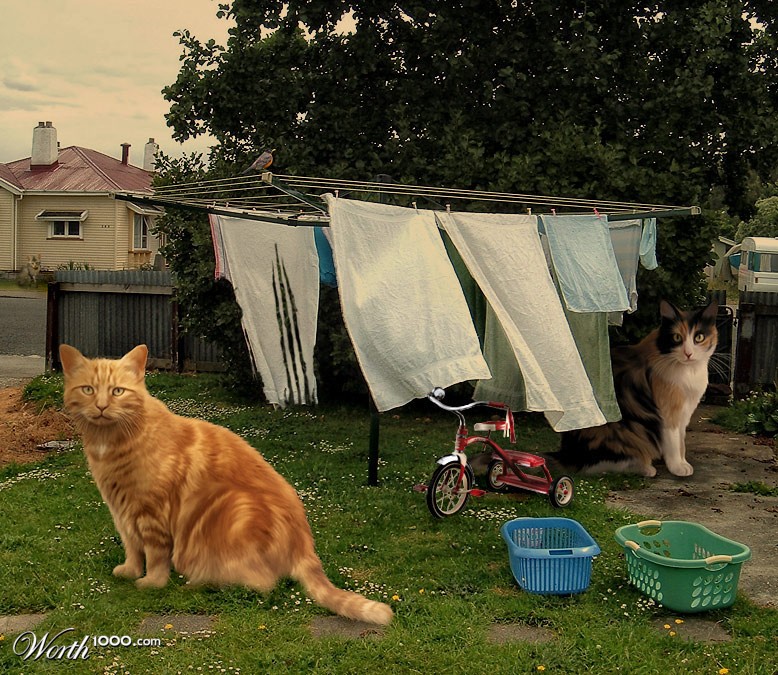 Here kitty kitty...