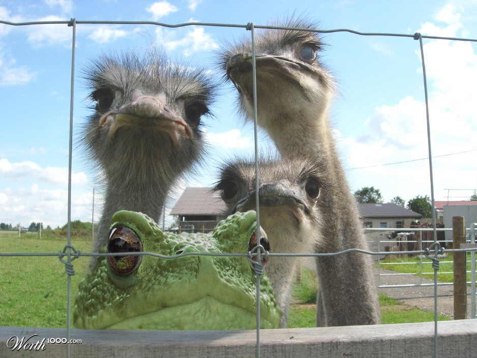 Frogfarm