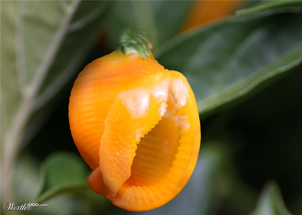 Scotch bonnet sea shell and scotch bonnet chilli pepper