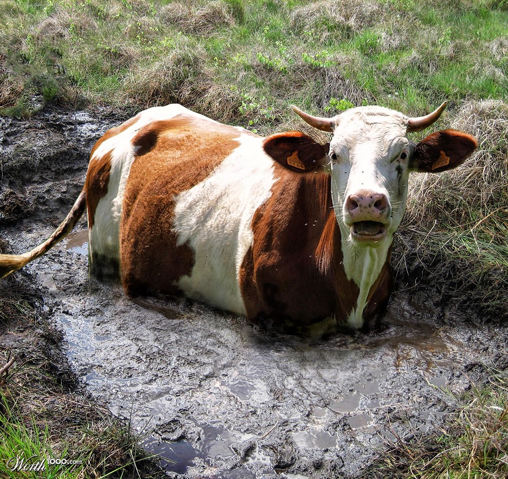 Cow stuck