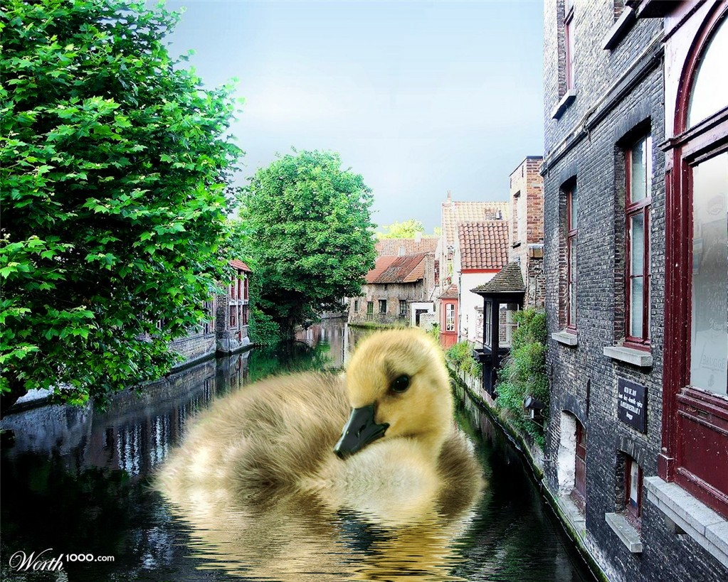 Duck