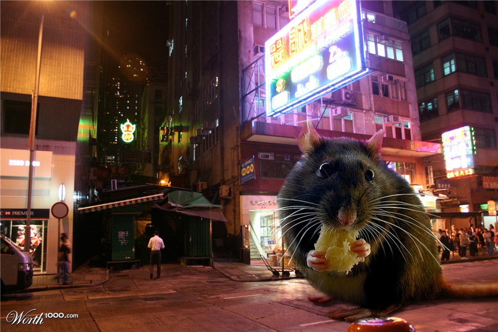 Urban fauna, pest or pet?