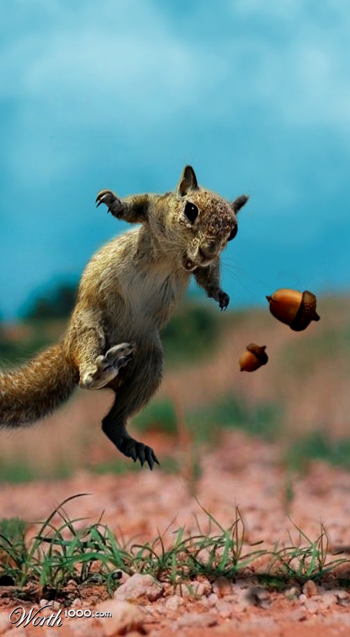 Floating Squirrel