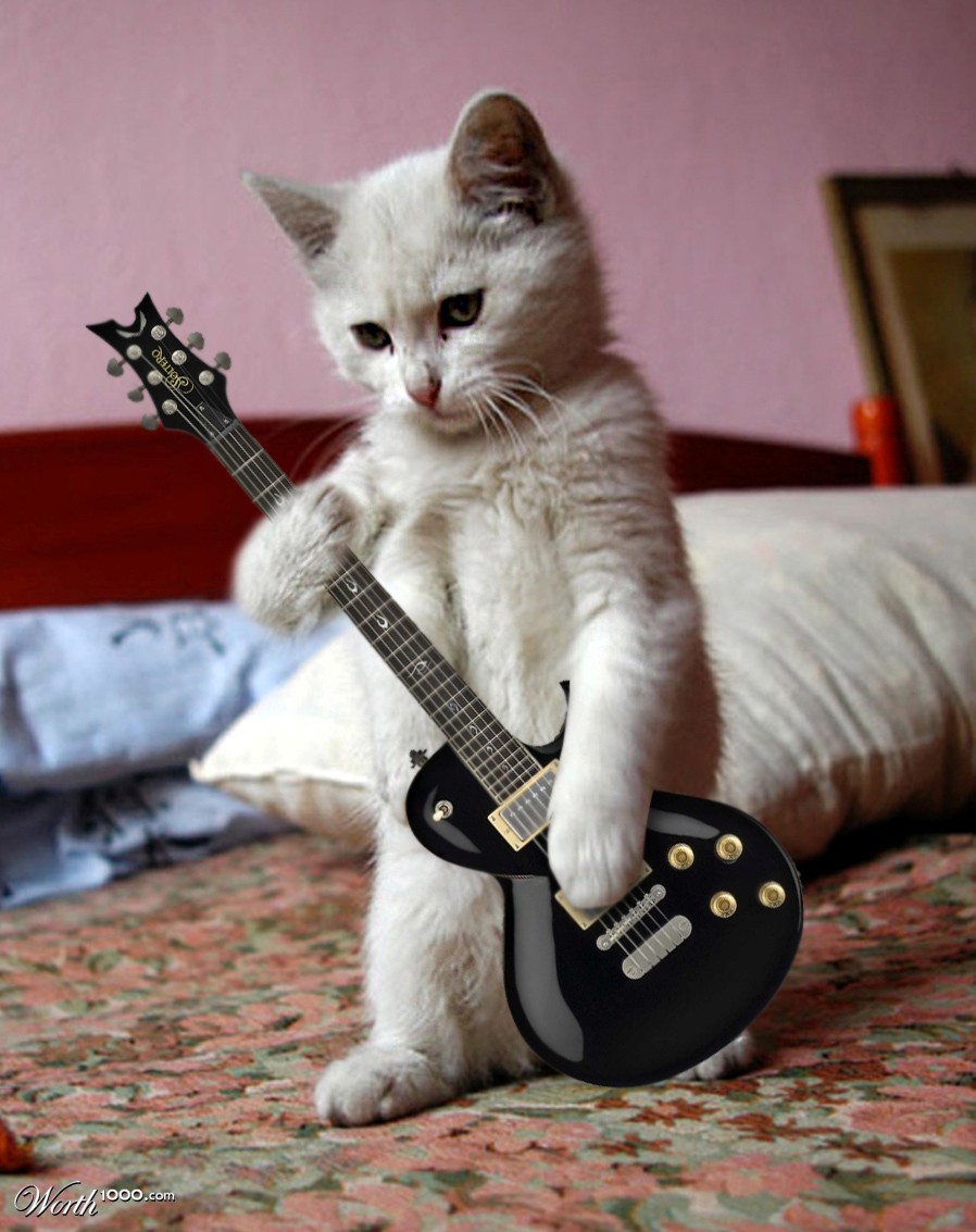 Kitty Rock!