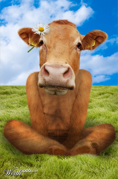 Daisy Cow