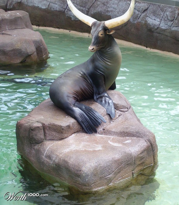 Seal bull