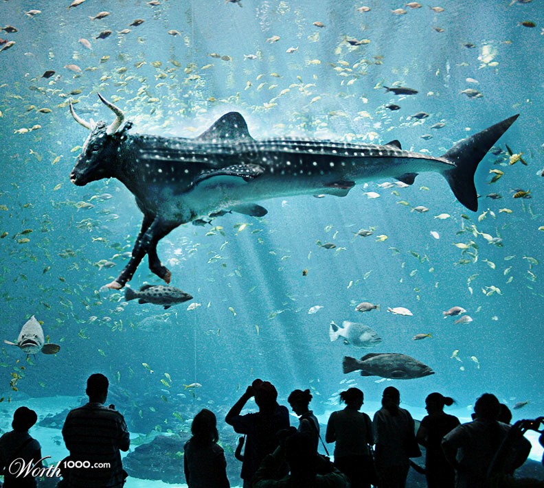The Great Bull Shark on Aquarium