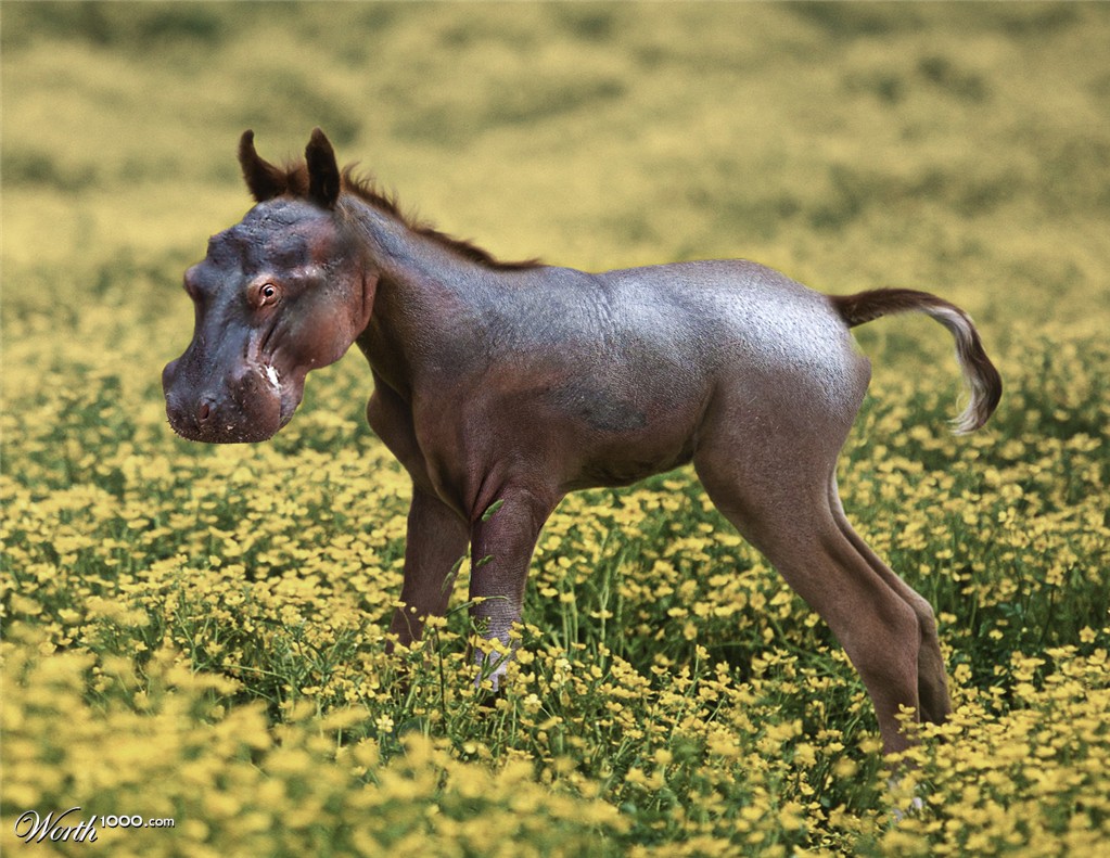 Hipporse