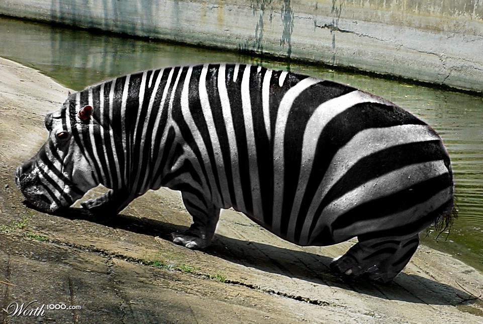 Hippo Zebra Style