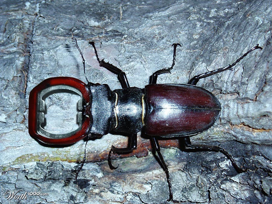 Beetle Beer opener