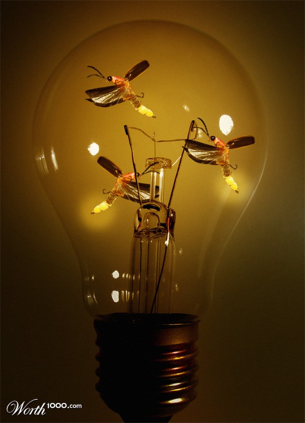 bulb fireflies