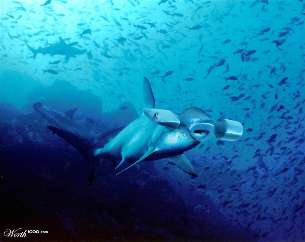 the real hammerhead