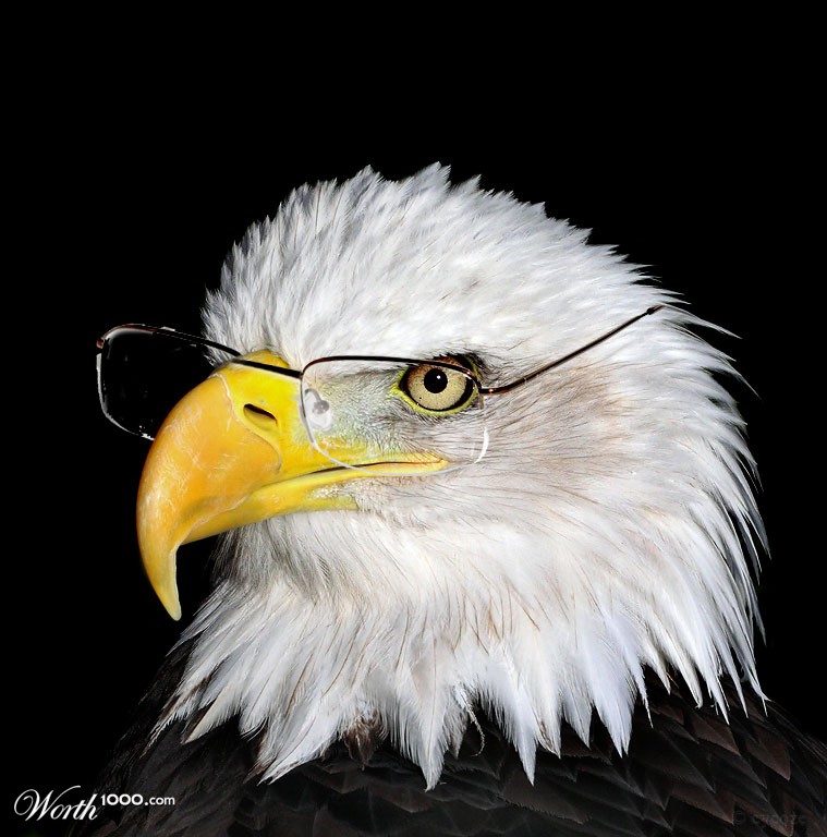 Eagle gone dioters