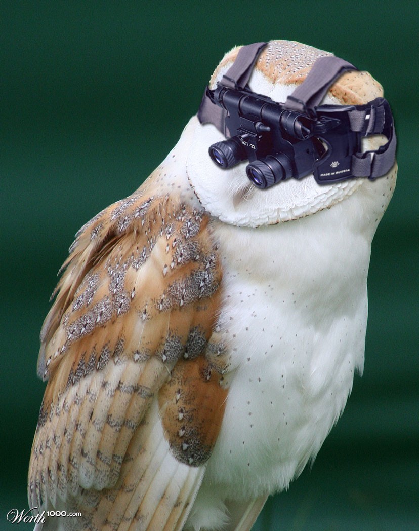 Night Owl