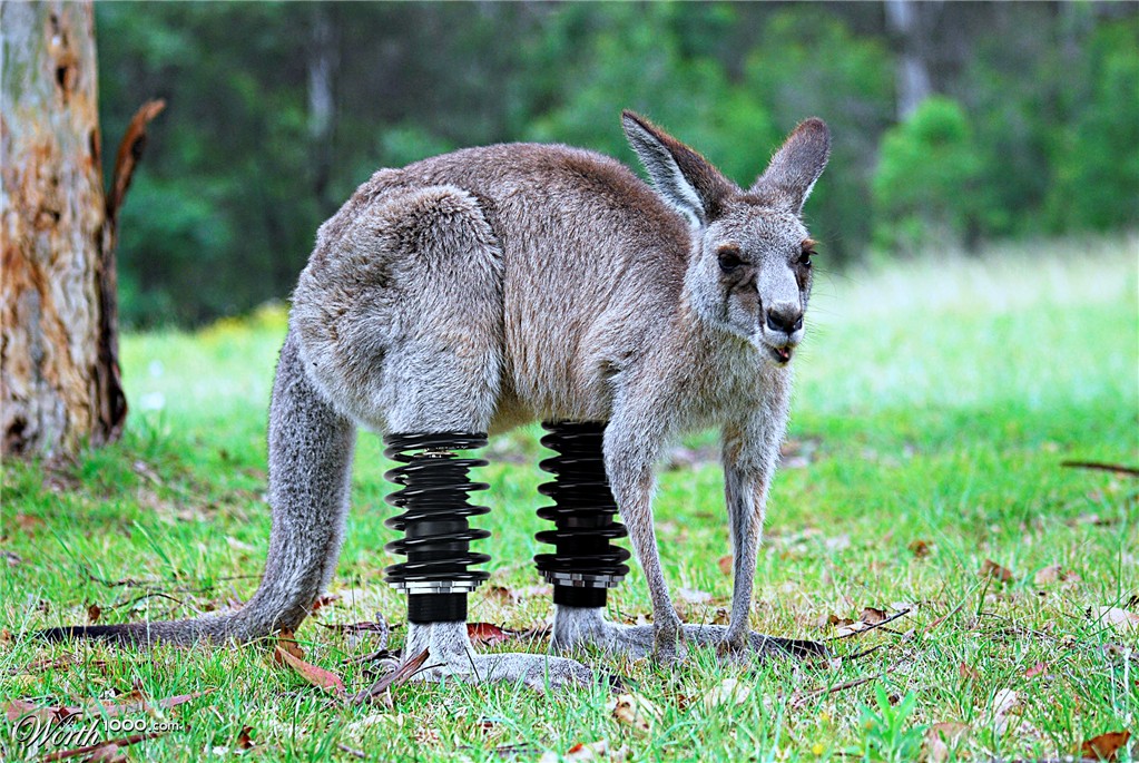 Kangaroo Damper