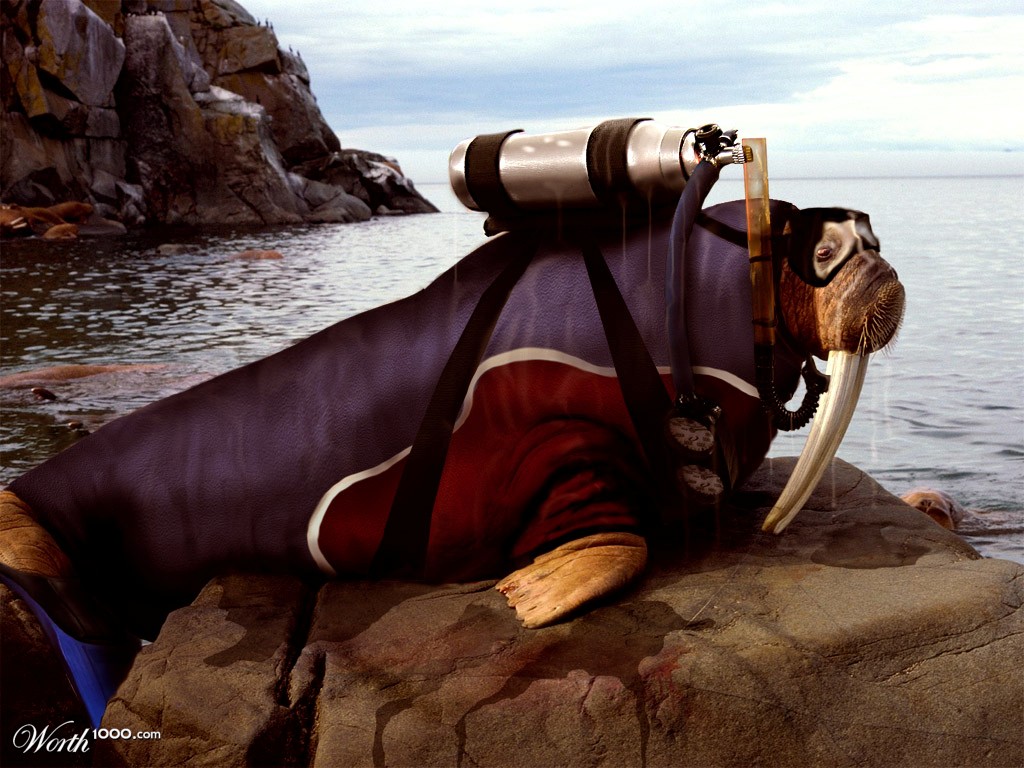 Wetsuit Walrus