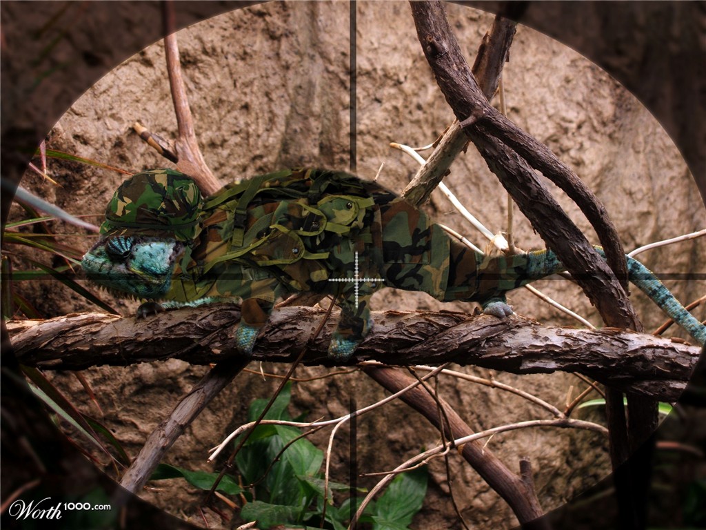 What Chameleon?